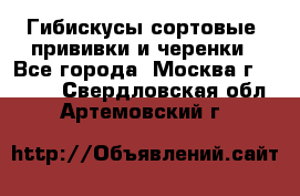 Гибискусы сортовые, прививки и черенки - Все города, Москва г.  »    . Свердловская обл.,Артемовский г.